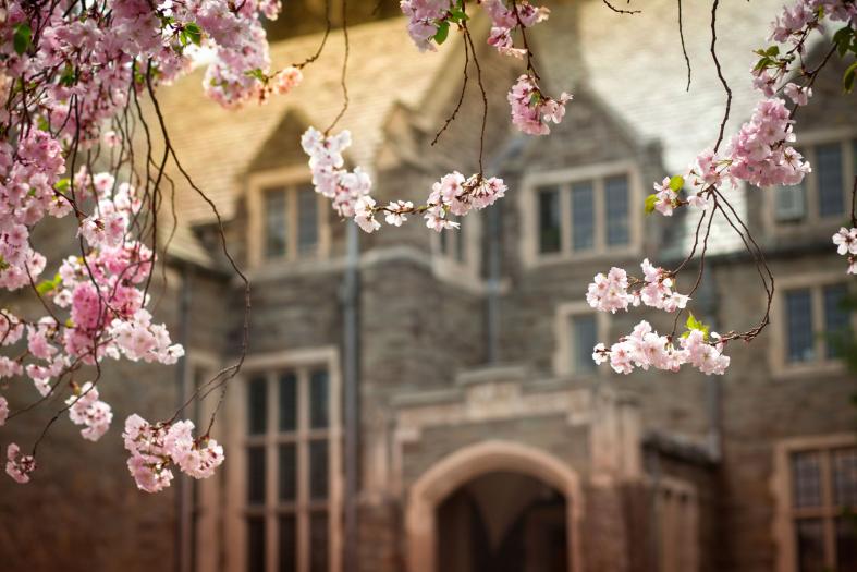 Flowering trees outside of Anabel Taylor Chapel.