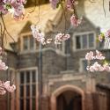 Flowering trees outside of Anabel Taylor Chapel.
