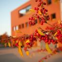 Appel Commons